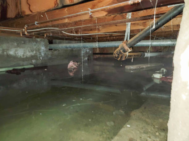 Best Water damage cleanup near me  in Wanakah, NY